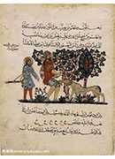 Folio from an Arabic translation of the Materia Medica by Dioscorides