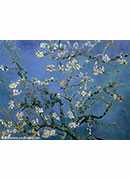 ӻʢ - branches of an almond tree in blossom