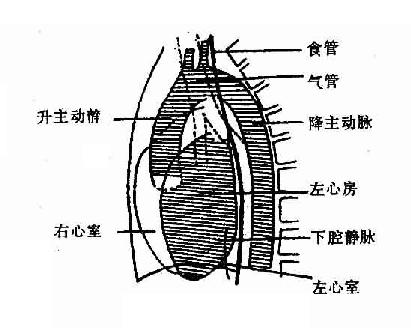 λ