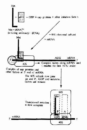 Simplified diagram of initiation in eukaryotes.Note that severaleukaryote initiation factors besides elF2 are involved .tRNAMeti,initiatingRNA.e1F2 is the eukaryotic initiation factor corresponding to IF2 inprokaryotes.