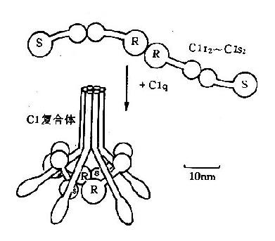 C1ģʽͼ