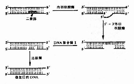 DNAг޸