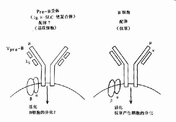 pre-B壨-SLCBϸԭ