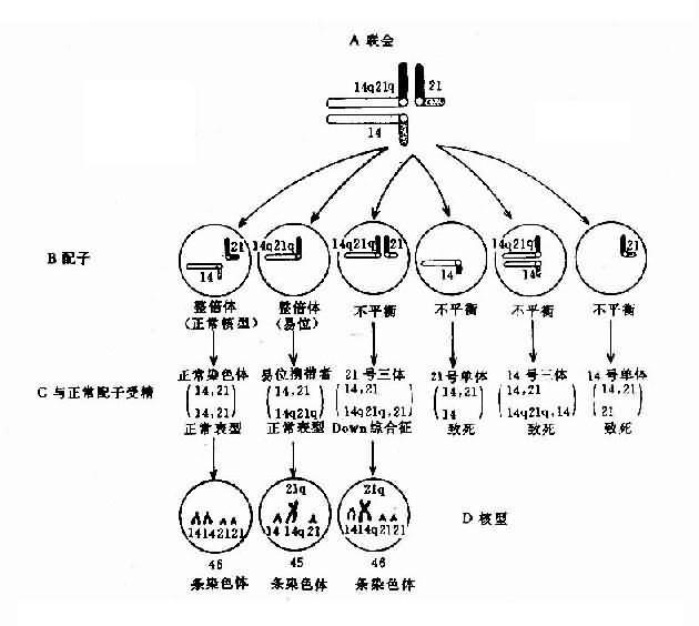 λ14q21qӺʱȾɫ