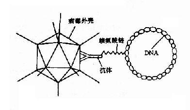 ٲDNA